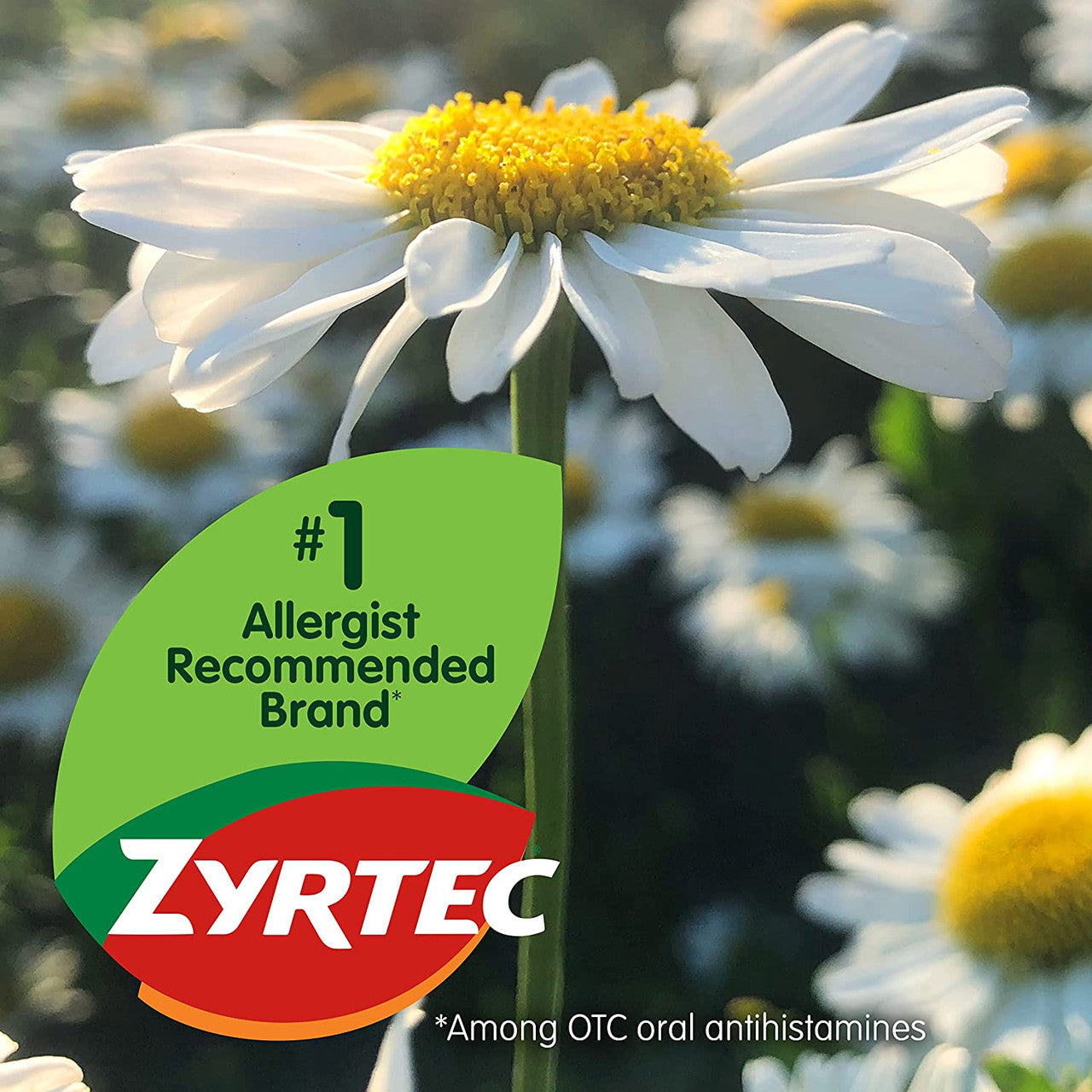Zyrtec 24 Hour Allergy Relief Antihistamine Capsules, 25 ct - GOODSZON Discount Store